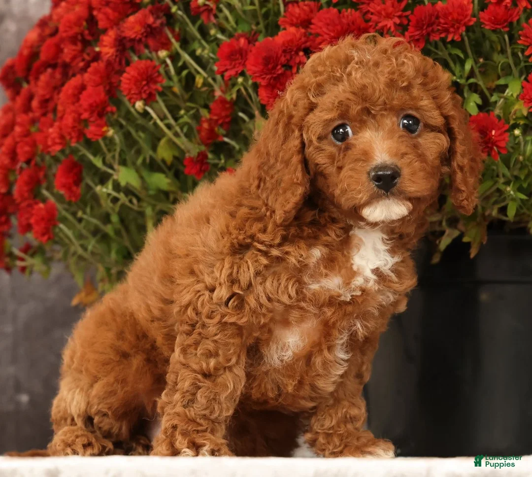 Cavapoo dogs for sale: Shelly - Ad 1