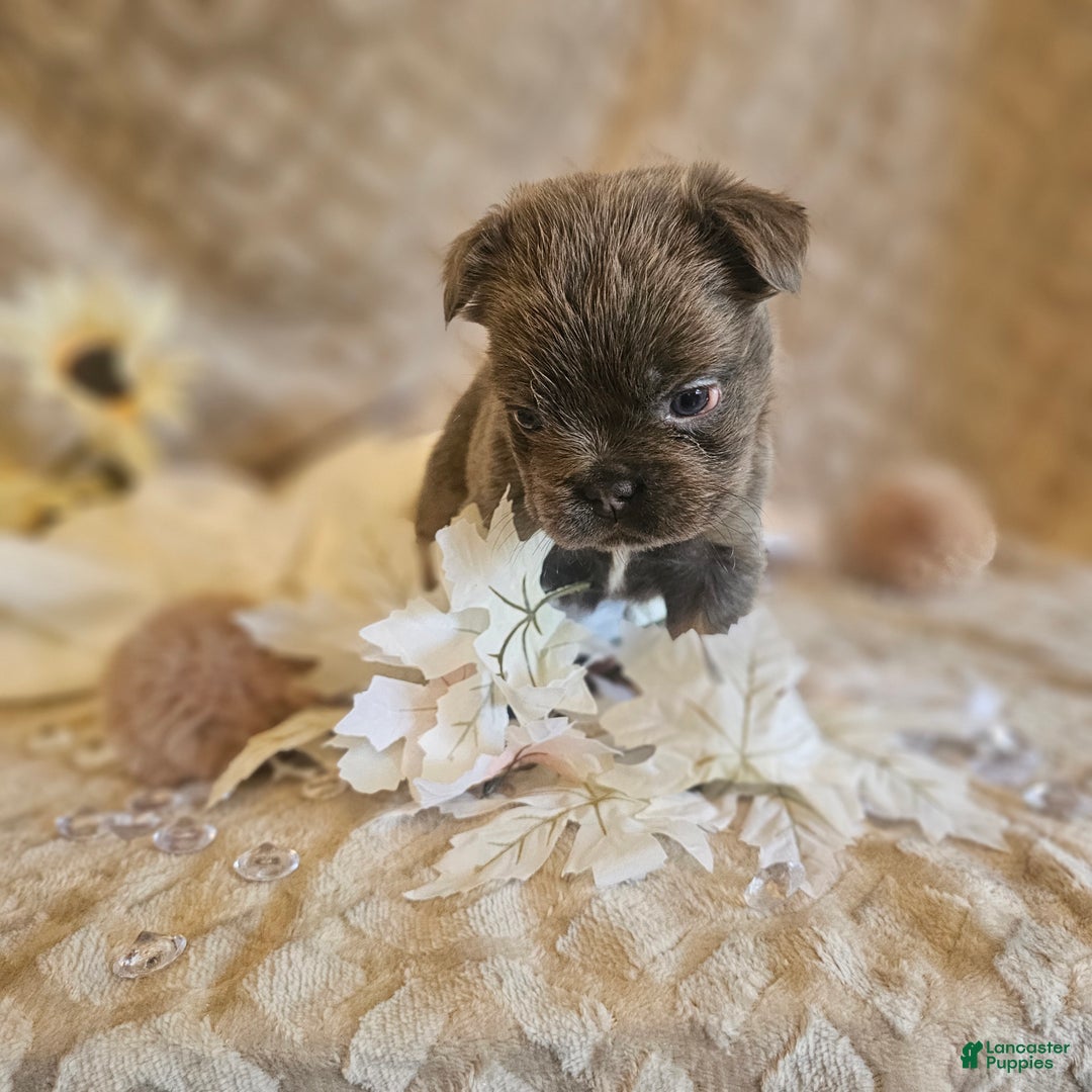 French Bulldog dogs for sale: Biscotti AKC Fluffy  - Ad 10