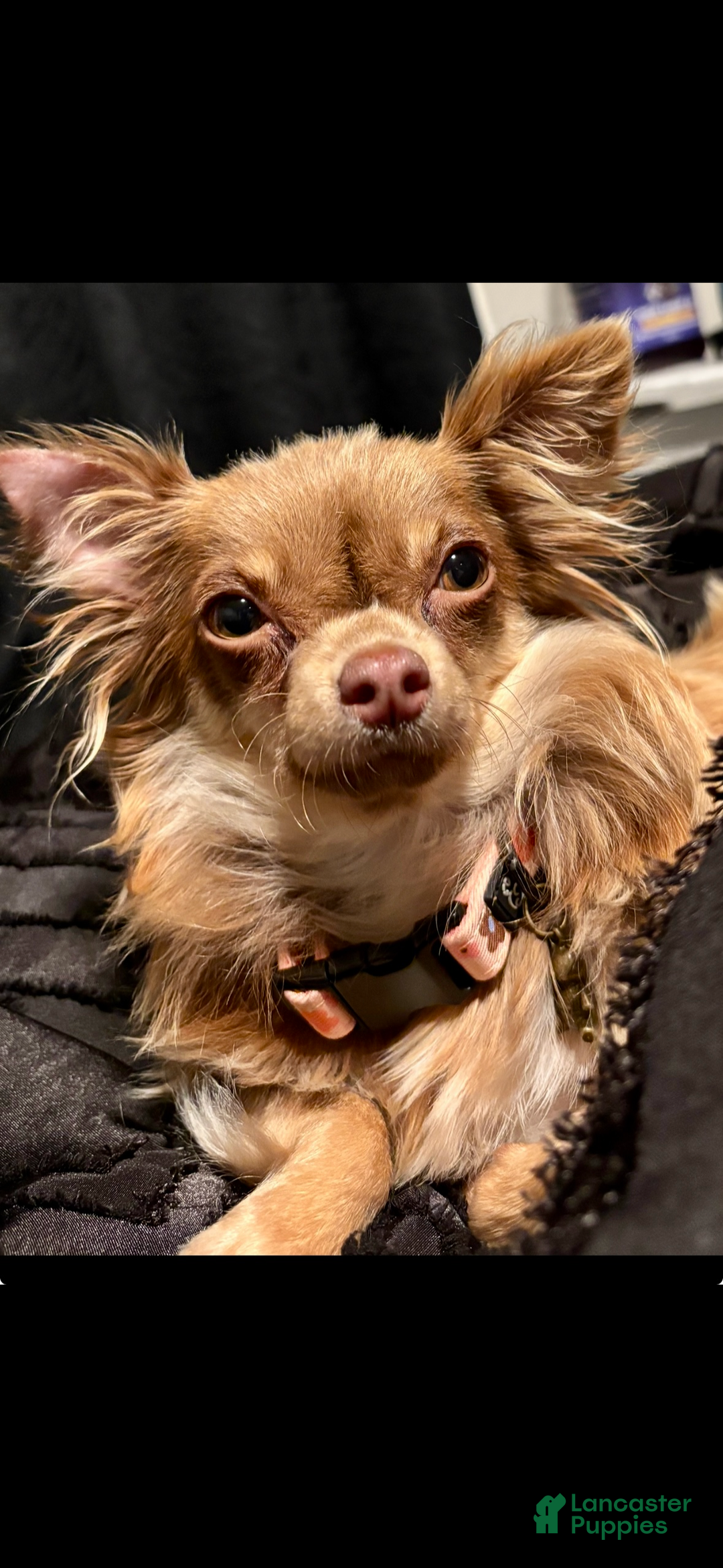 Pomchi dogs for sale: Pomchi Puppy 1 - Ad 2