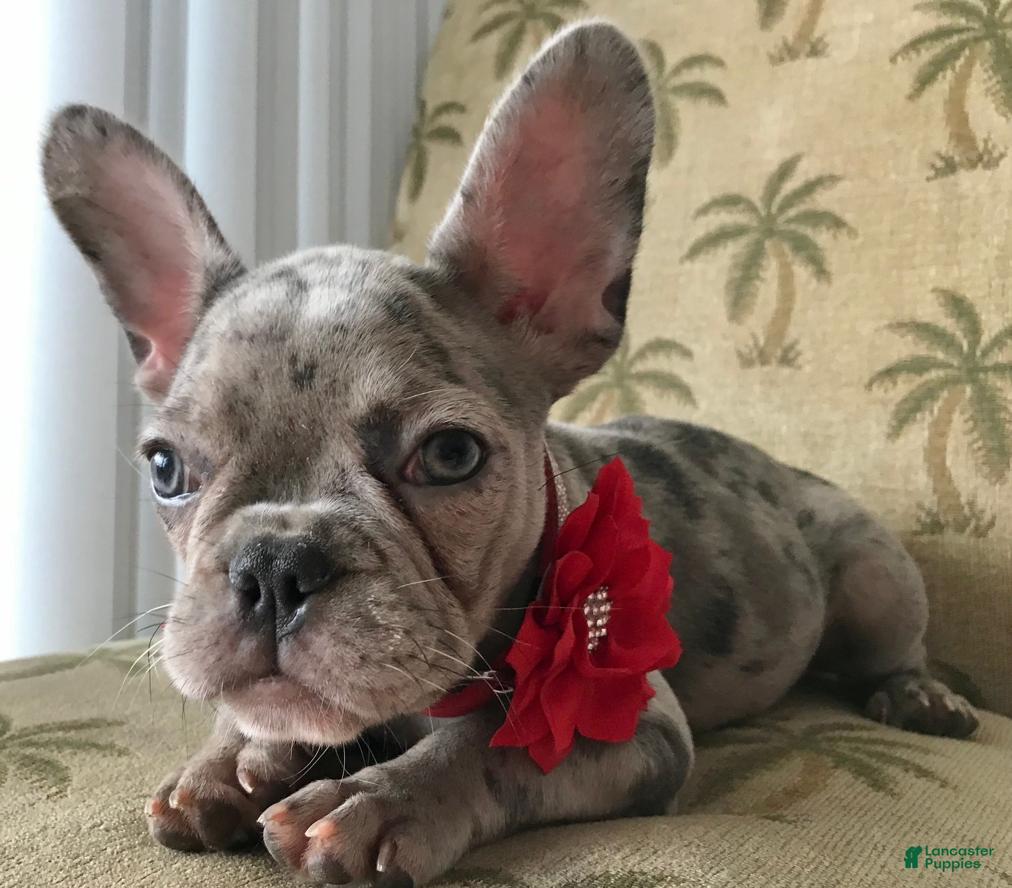 French Bulldog dogs Chloe  - Ad 24