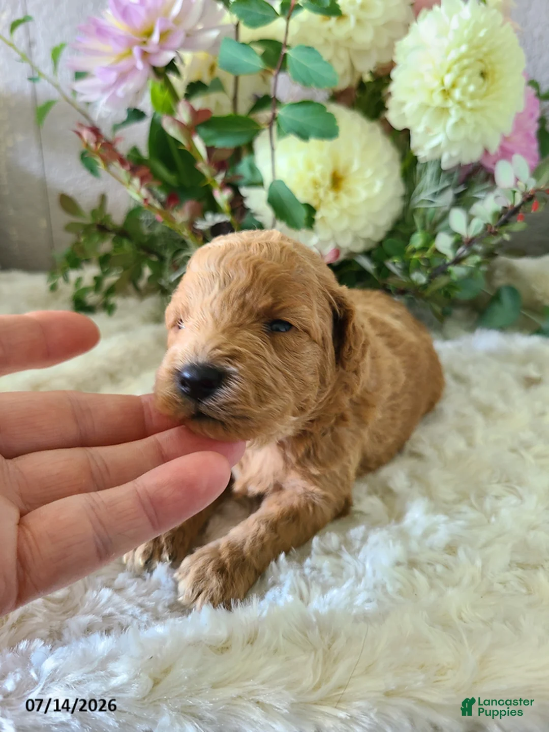 Mini Goldendoodle dogs for sale: Inez - Ad 1
