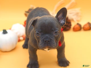 French Bulldog dogs - Ad 39