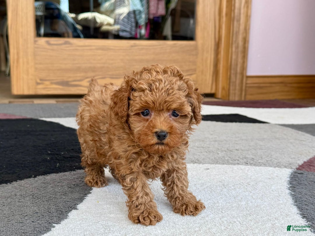 Maltipoo dogs for sale: Shanna - Ad 9