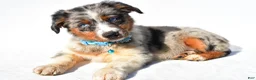 Australian Shepherd dogs for sale: Emily - Ad 3
