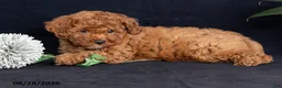 Miniature Poodle dogs for sale: Cashew - Ad 5