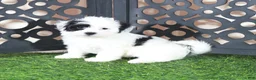 Teddy Bear dogs for sale: Anamarie Gorgeous Female Teddy Bear Puppy - Ad 4