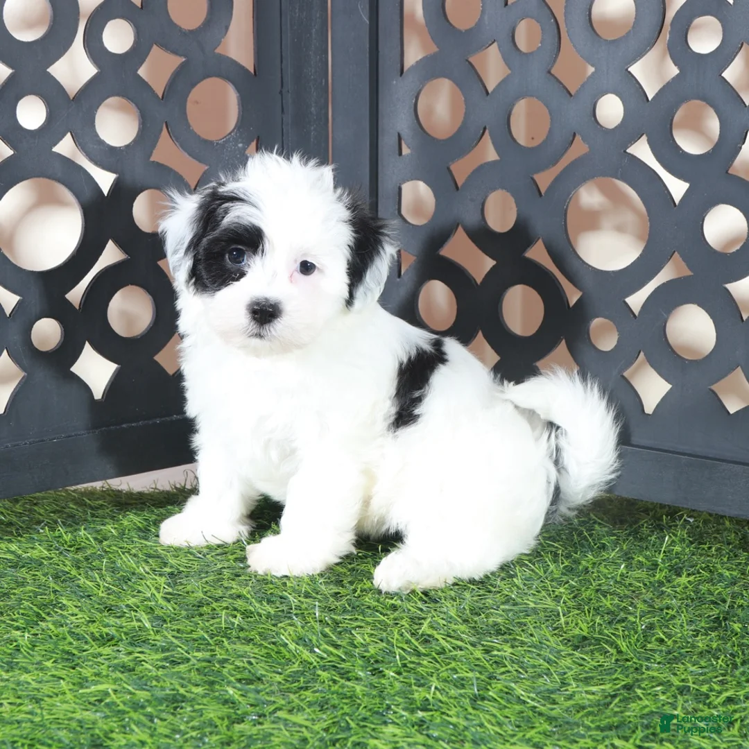 Teddy Bear dogs for sale: Anamarie Gorgeous Female Teddy Bear Puppy - Ad 4