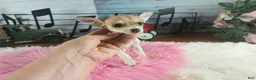 Chihuahua dogs for sale: Micro teacup white fawn girl. Hand Delivery  - Ad 3
