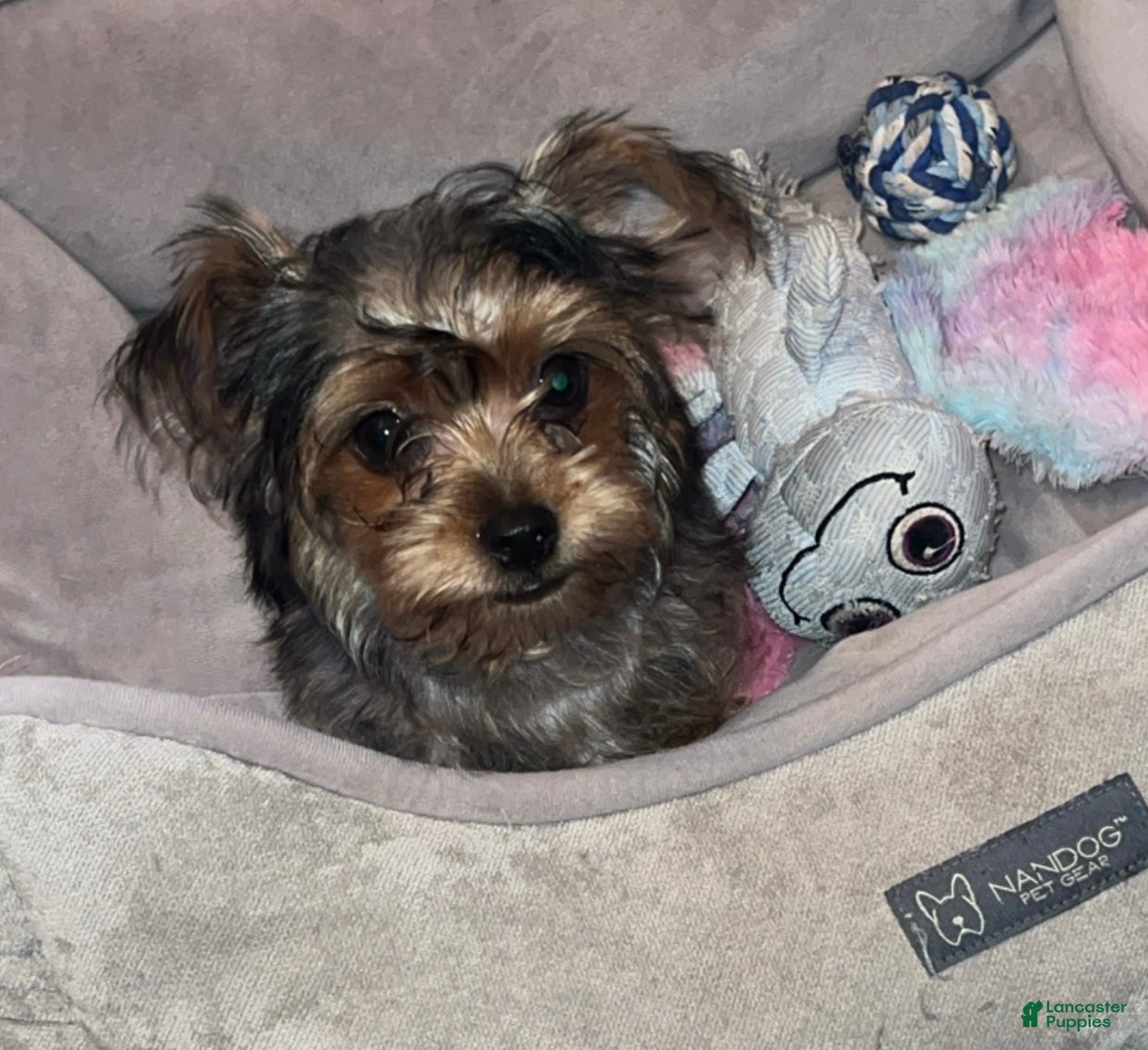 Mixed Breed dogs Mixed Breed 1 - Ad 30