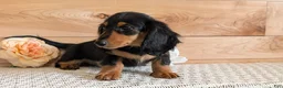 Miniature Dachshund dogs for sale: Riley - Ad 4