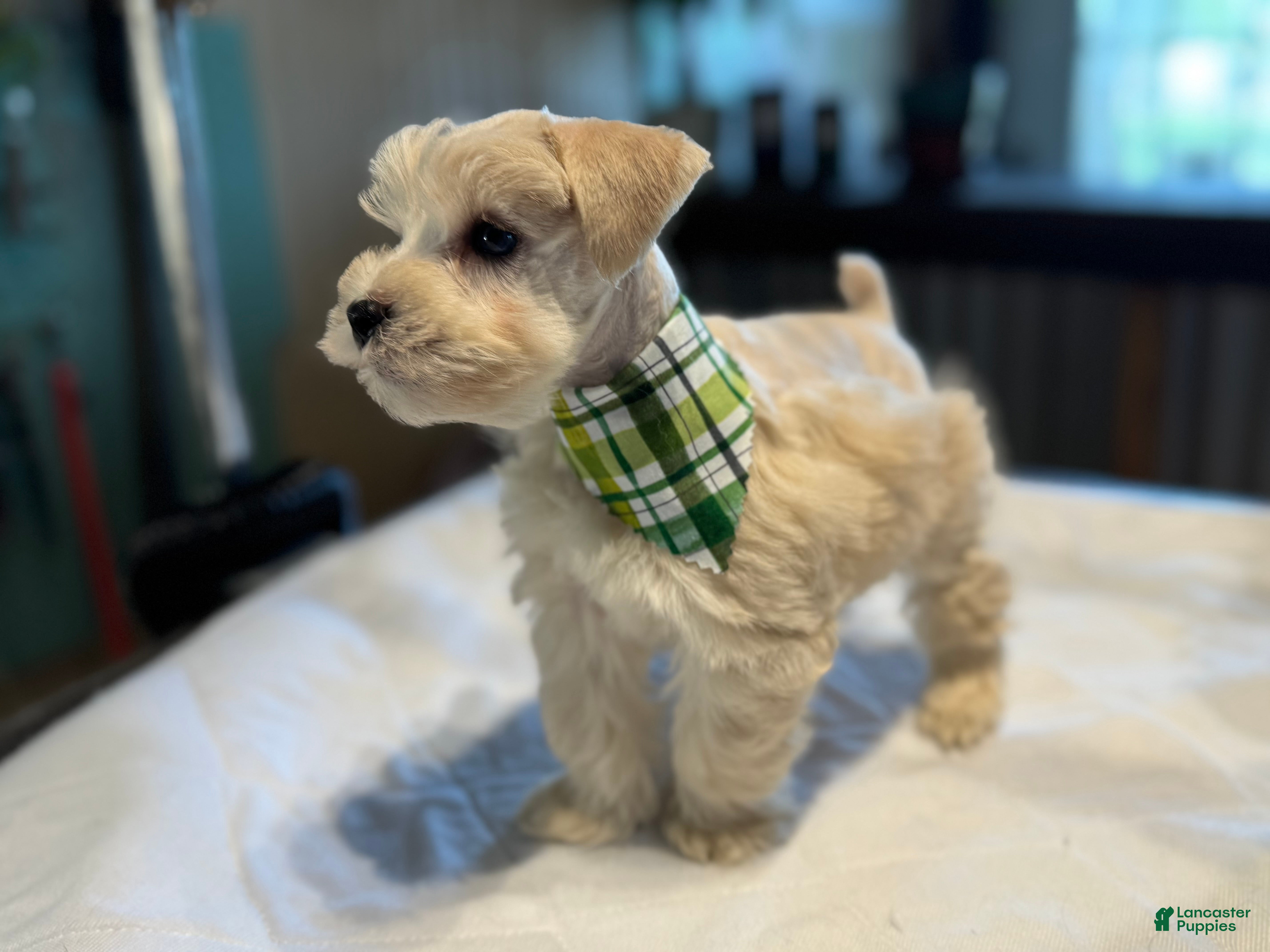 Miniature Schnauzer dogs Mr Sleet - Ad 2