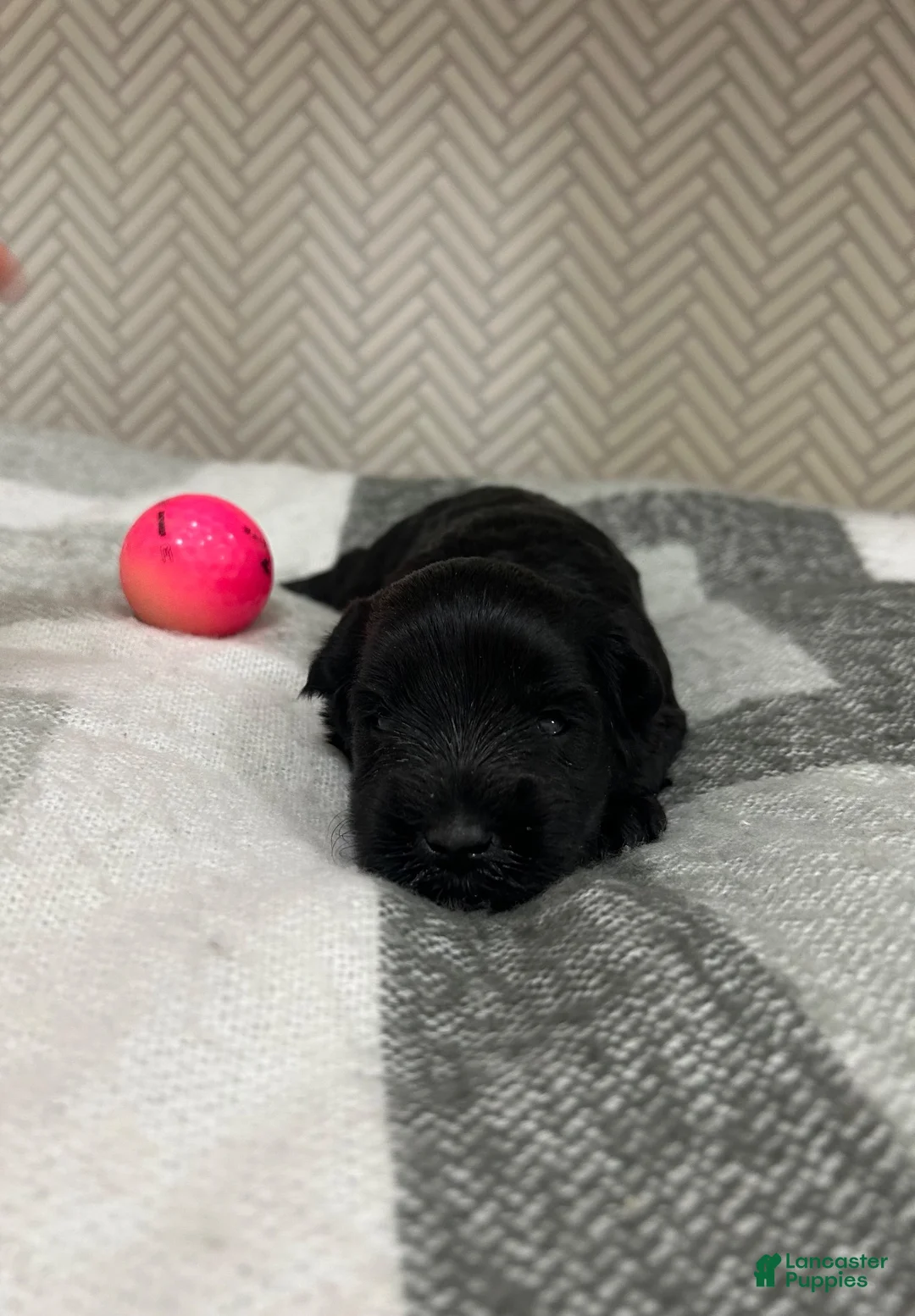 Miniature Schnauzer dogs for sale: Miniature Schnauzer 3 - Ad 1