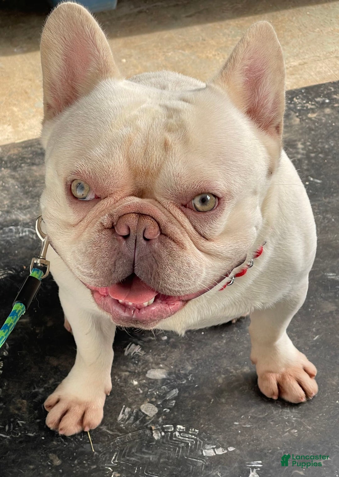 Gallery Image {{count}}