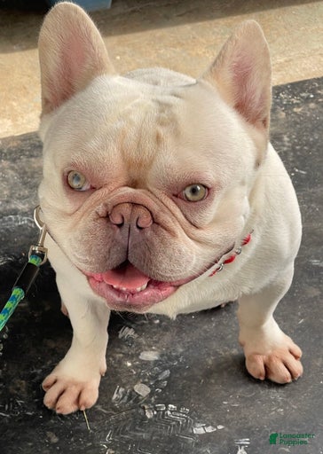 Gallery Image {{count}}