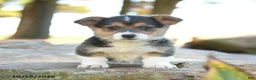 Welsh Corgi Pembroke dogs for sale: Hadley - Ad 1