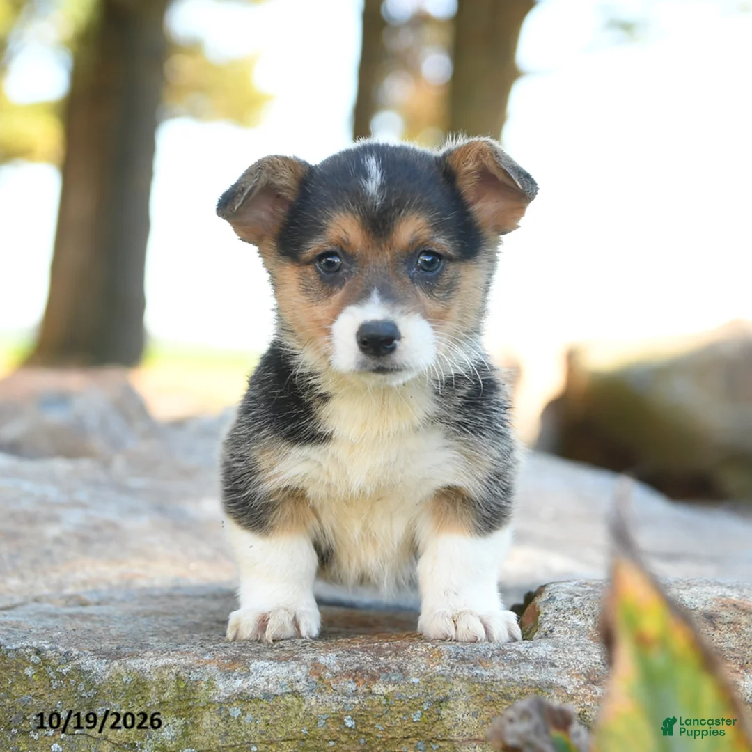 Welsh Corgi Pembroke dogs for sale: Hadley - Ad 1