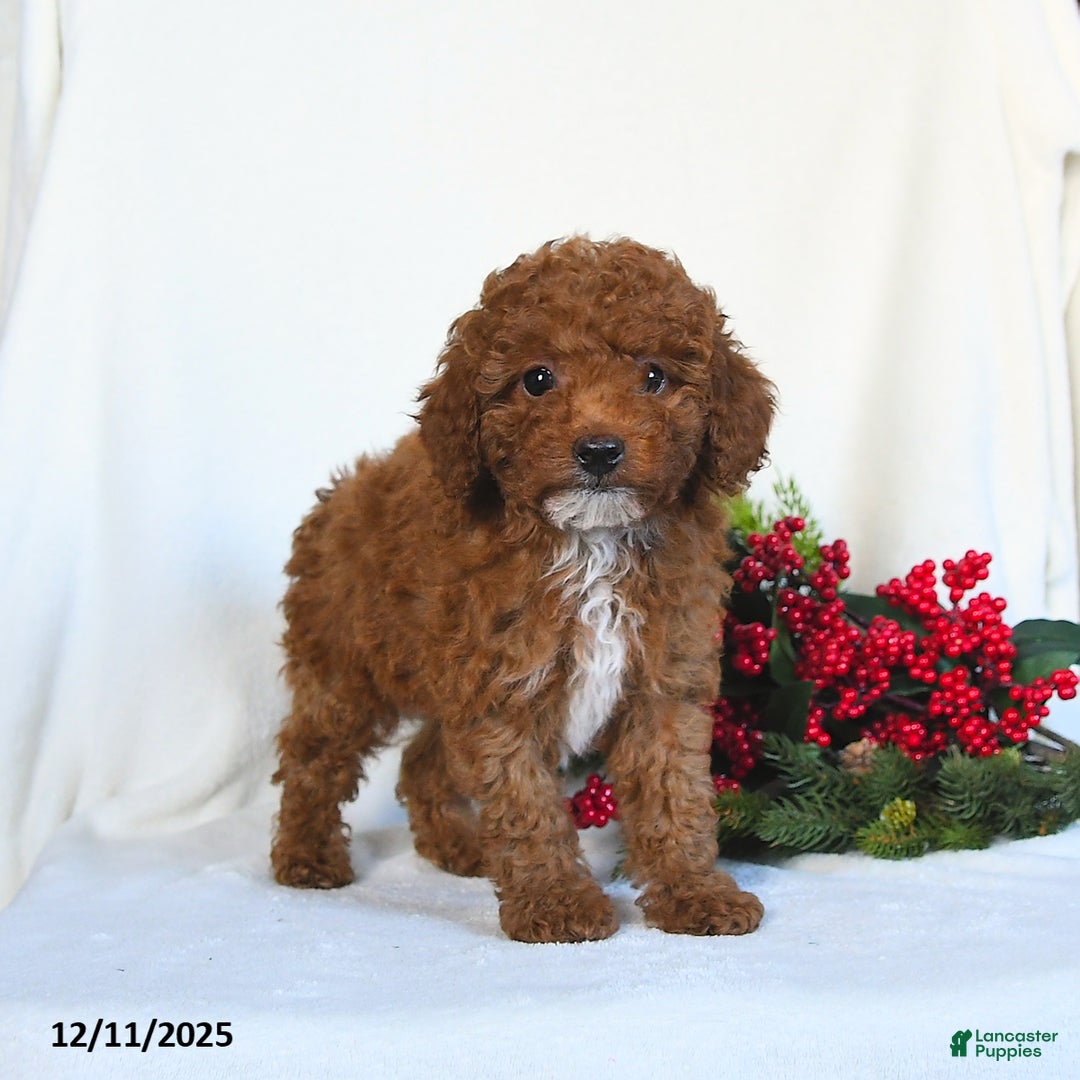 Toy Poodle dogs for sale: Vega - Ad 2