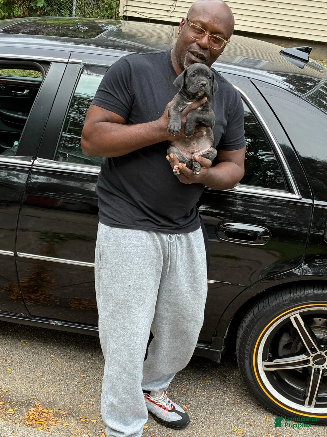 Cane Corso dogs for sale: Cane Corso 3 - Ad 1