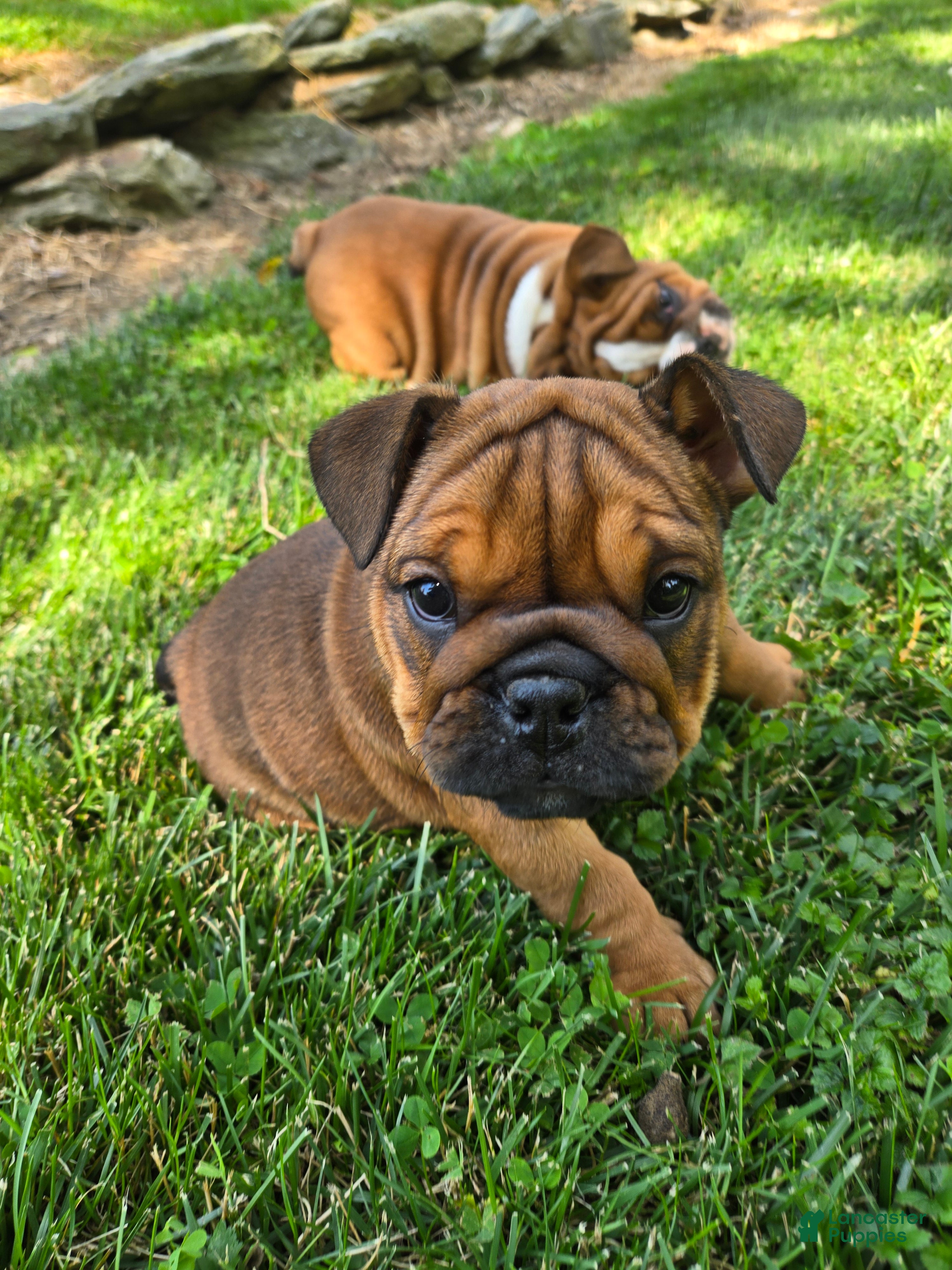 English Bulldog dogs Piper - Ad 1