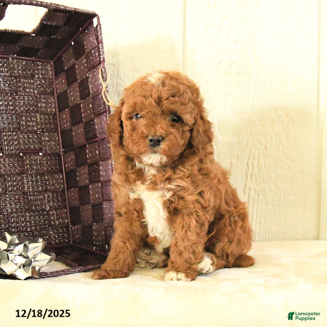 Toy Poodle dogs for sale: Belle - Ad 2