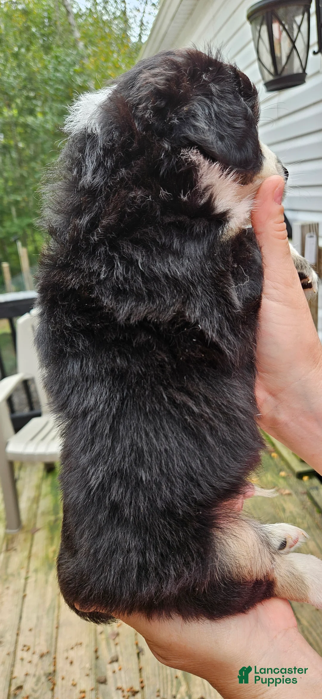 Miniature Australian Shepherd dogs for sale: Miniature Australian Shepherd 5 - Ad 1