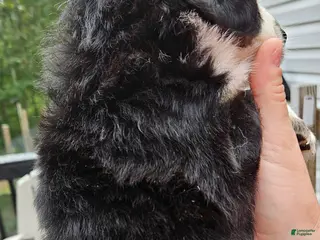 Miniature Australian Shepherd dogs Miniature Australian Shepherd 5 - Ad 12