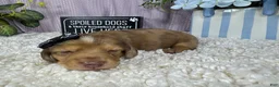 Miniature Dachshund dogs for sale: Miniature Dachshund 4 - Ad 3