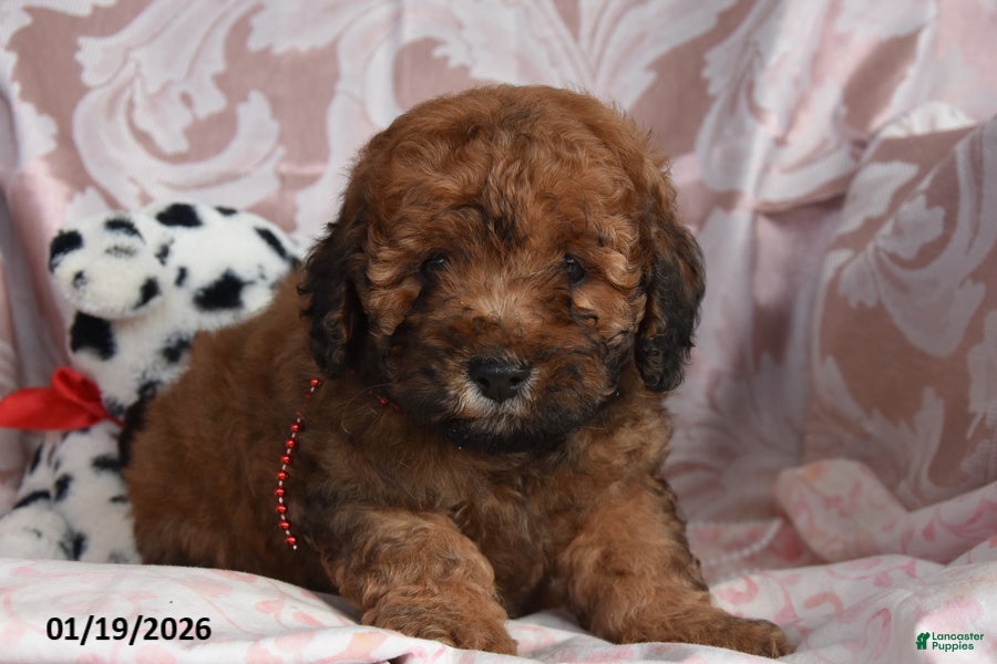 Cockapoo dogs Melvin - Ad 2