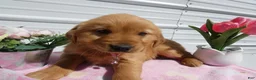 Golden Retriever dogs for sale: Golden Retriever Puppy 1 Ophiela - Ad 2