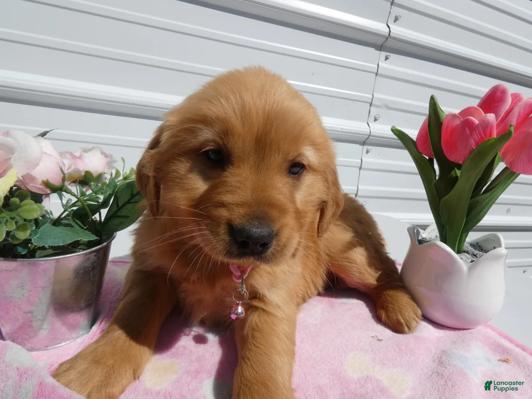 Golden Retriever dogs for sale: Golden Retriever Puppy 1 Ophiela - Ad 2