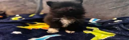 Pomeranian dogs for sale: Tater tot  - Ad 2