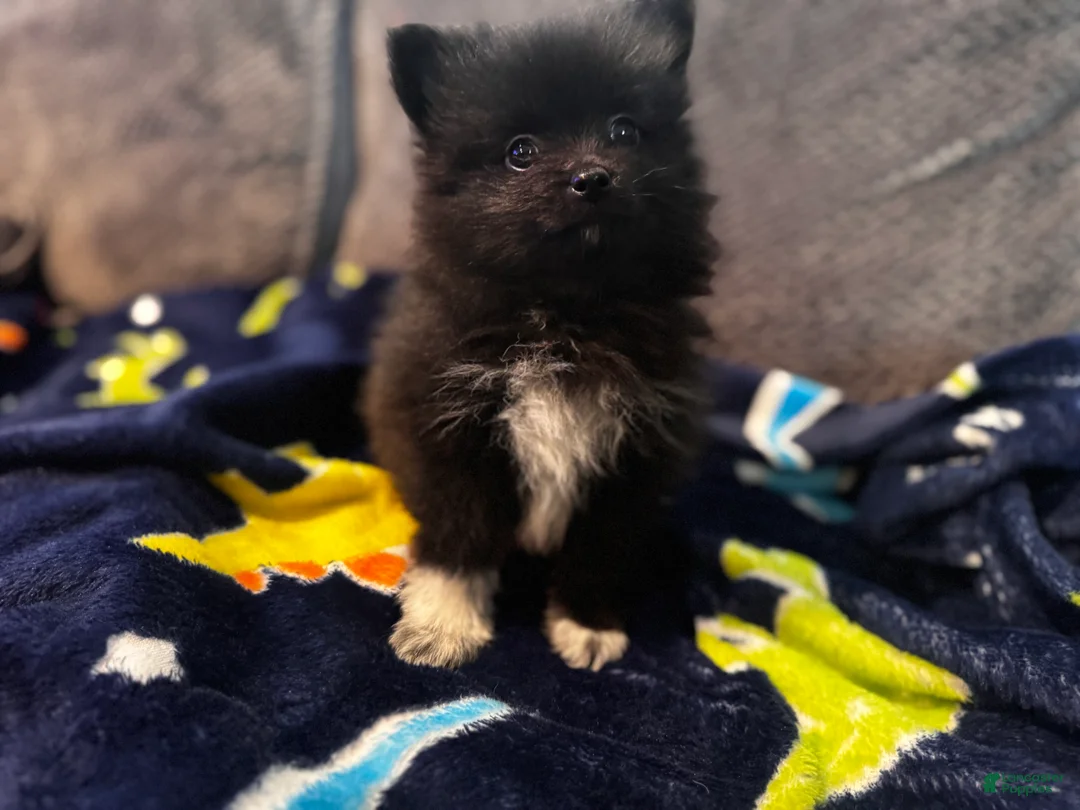 Pomeranian dogs for sale: Tater tot  - Ad 2