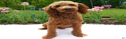 Cavapoo dogs for sale: Marley - Ad 5