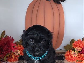 Shihpoo dogs - Ad 15