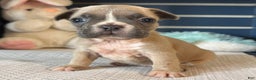 French Bulldog dogs for sale: Alex - Ad 25