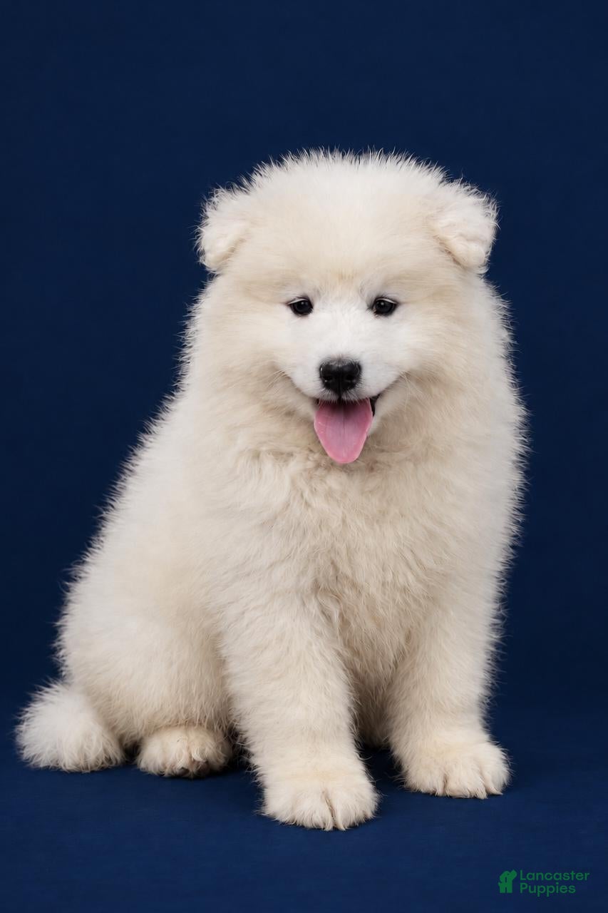 Samoyed dogs Polar - Ad 2
