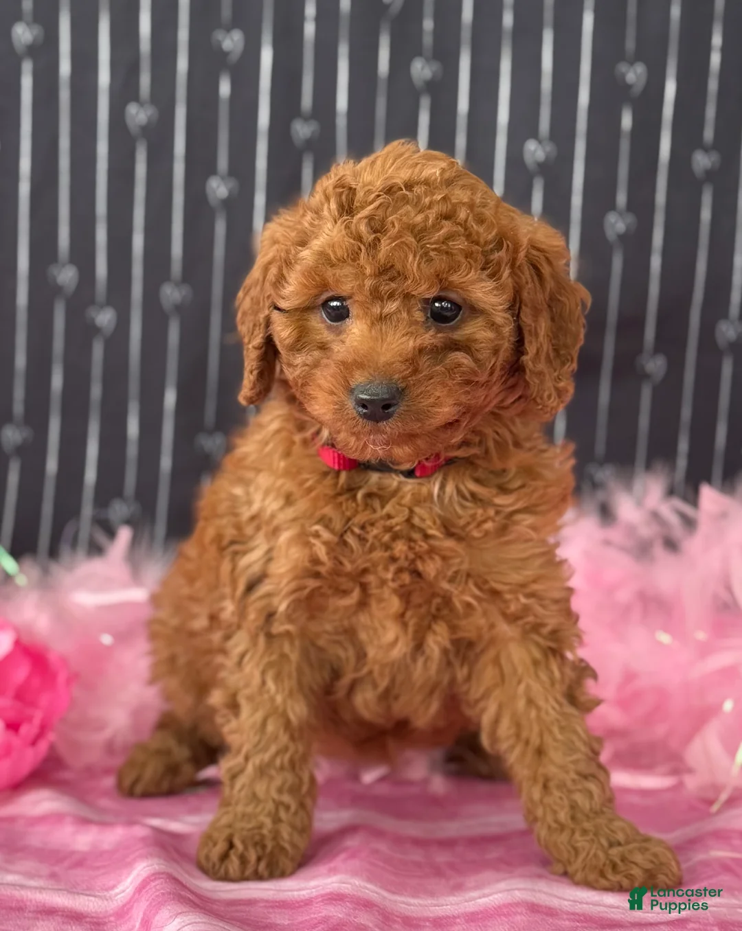Cavapoo dogs for sale: Daisy - Ad 6