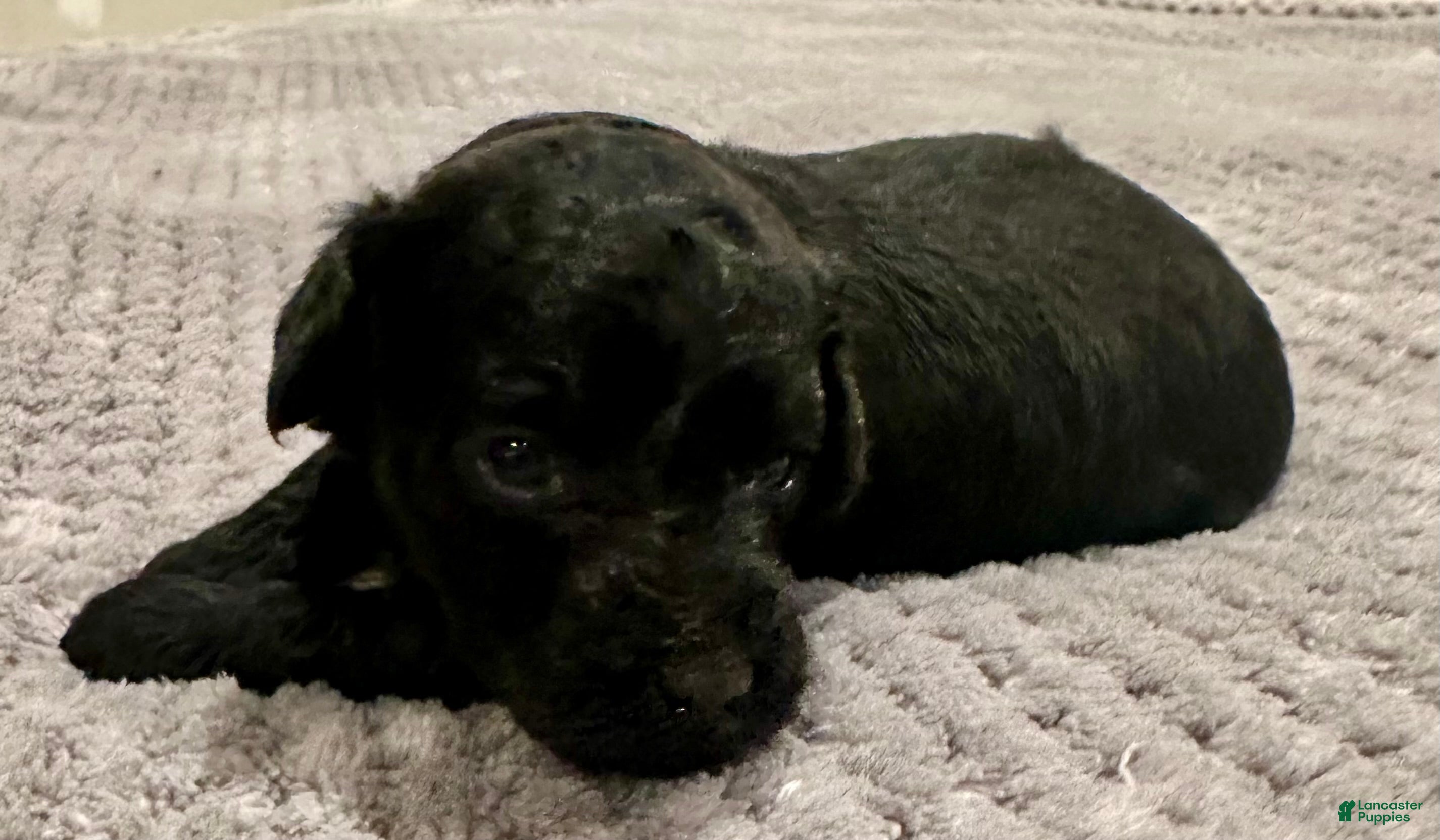 Toy Poodle dogs for sale: Girl 2 - Ad 3