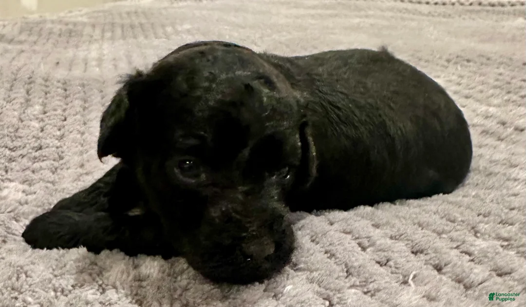 Toy Poodle dogs for sale: Girl 2 - Ad 1