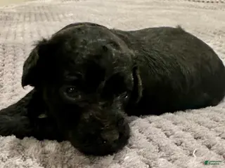 Toy Poodle dogs Girl 2 - Ad 11