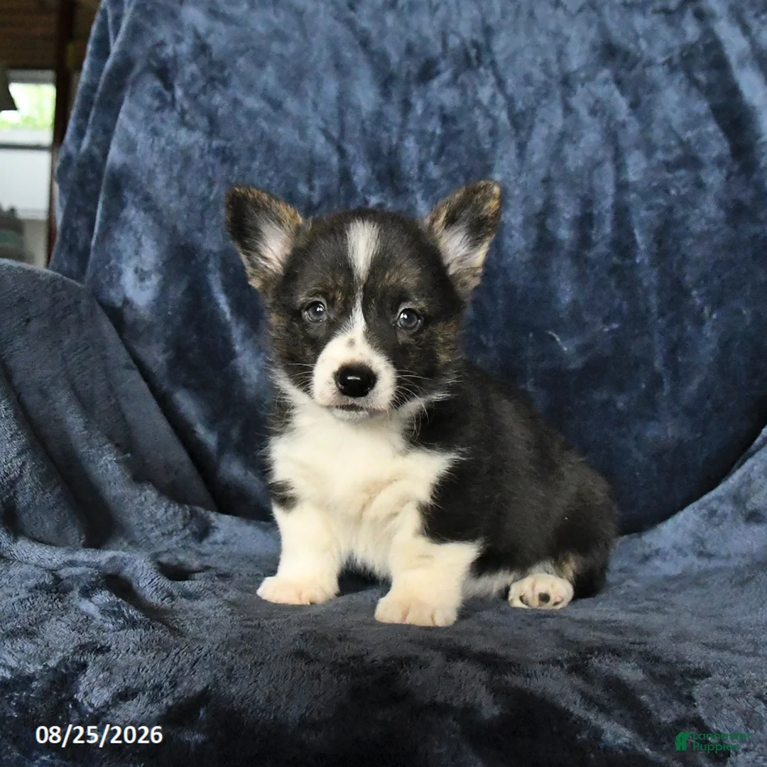 Welsh Corgi Pembroke dogs for sale: River - Ad 1
