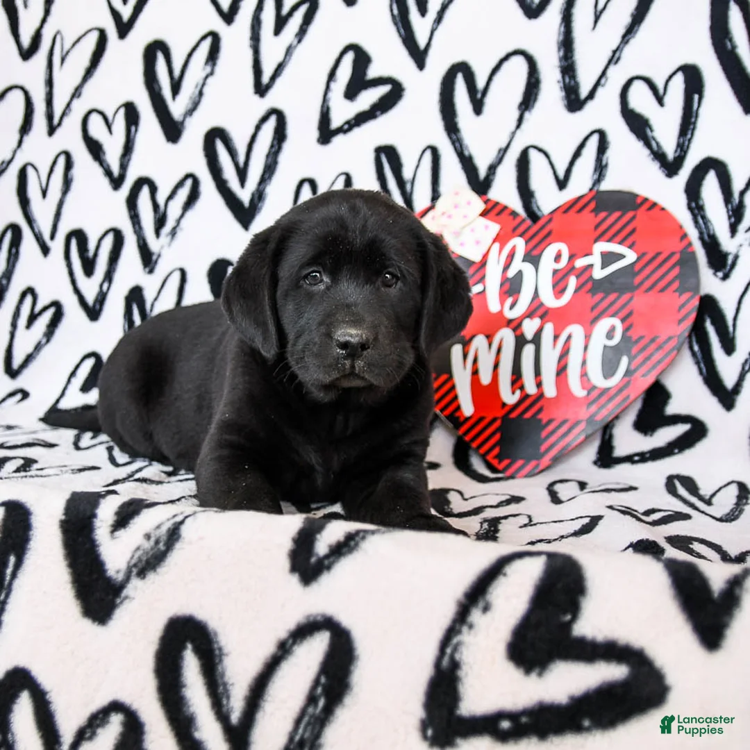 Labrador Retriever dogs for sale: Maggie - Ad 2