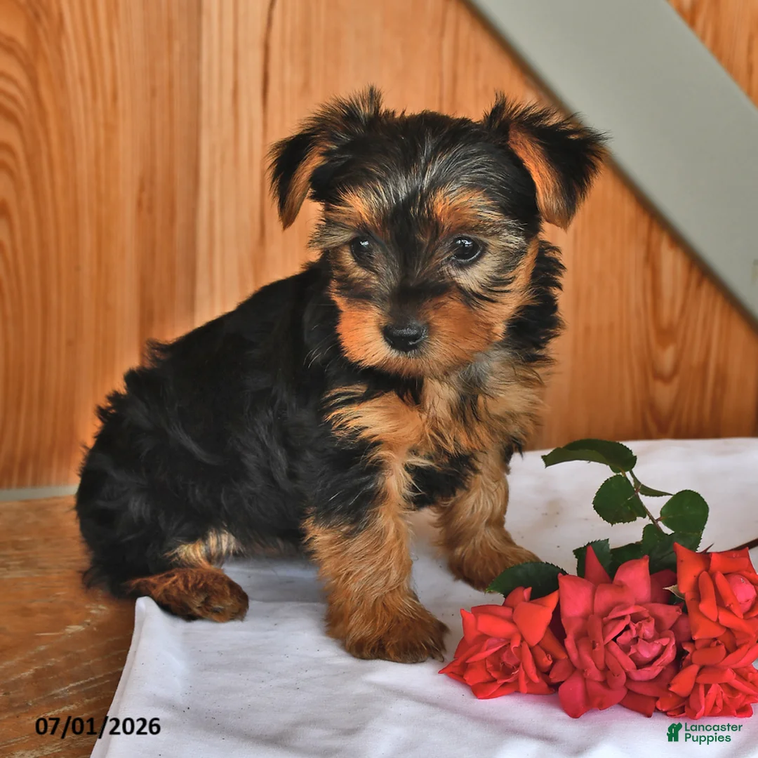 Yorkshire Terrier dogs for sale: Kayla - Ad 1