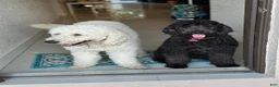 Goldendoodle dogs for sale: Goldendoodle Red - Ad 6