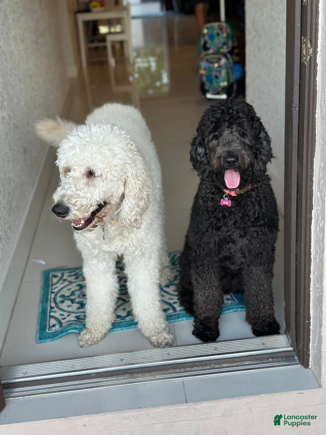 Goldendoodle dogs for sale: Goldendoodle Red - Ad 6