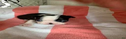 Boston Terrier dogs for sale: Boston Terrier 2 - Ad 3