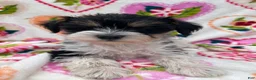 Miniature Schnauzer dogs for sale: Lexi - Ad 3