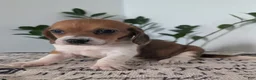 Mixed Breed dogs for sale: Fern - Ad 11