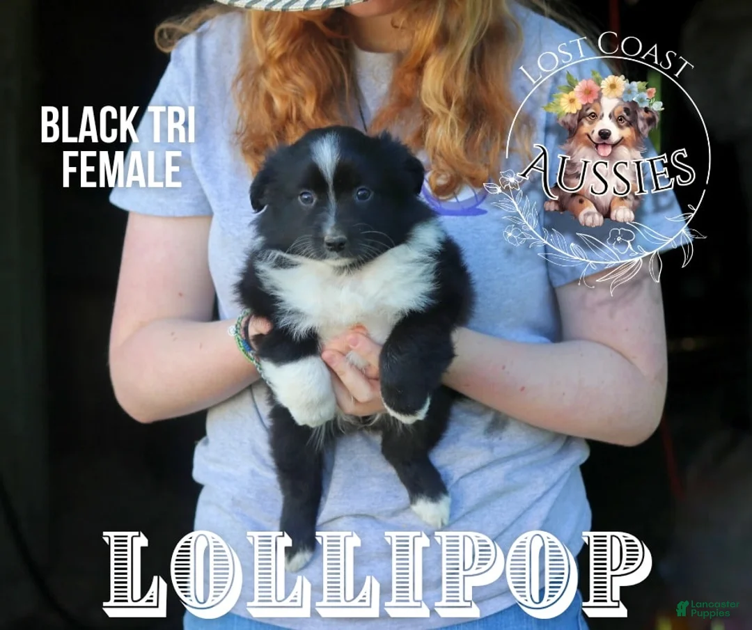 Miniature Australian Shepherd dogs for sale: Lollipop - Ad 1
