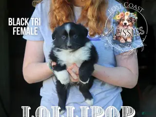 Miniature Australian Shepherd dogs Lollipop - Ad 7